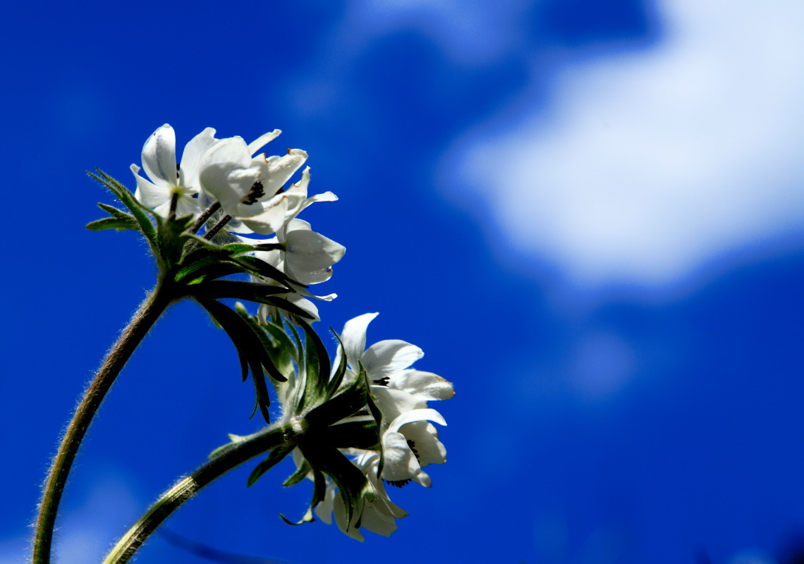 云南泸水县 :腊玛窟行游记_碧海晴天_新浪博客