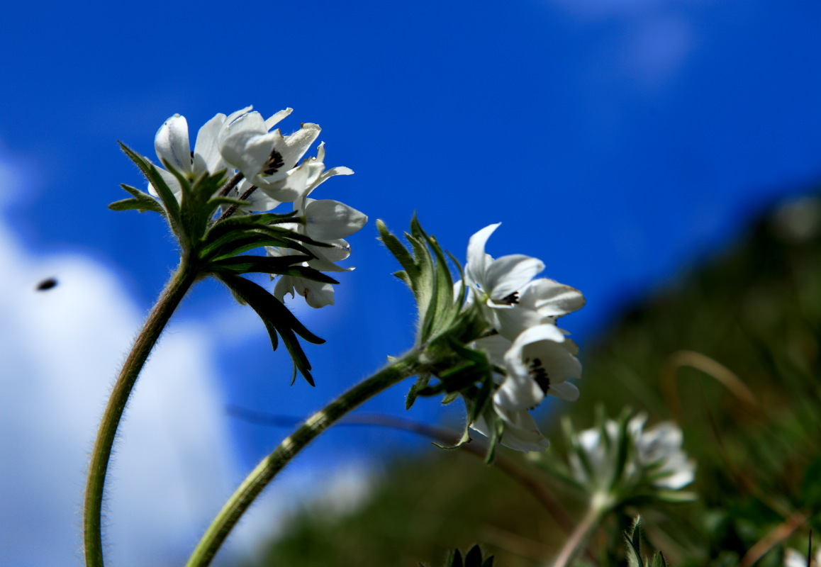 云南泸水县 :腊玛窟行游记_碧海晴天_新浪博客