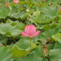 2011.07.16����ɻ�չ