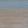���Ļ�����-ɳ��ʪ��
