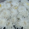 2012.3.25��ֲ