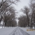 2011Ԫ��ѩ�غ���