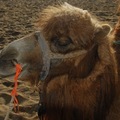 �ػͼ�����