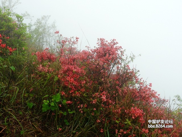 P1260016.jpg
