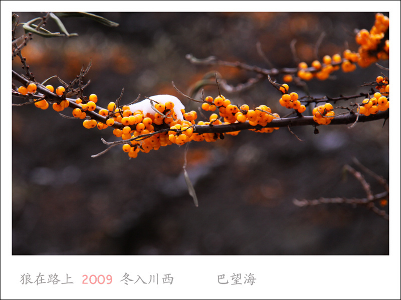 IMG_5563_��Ӱ_1.jpg