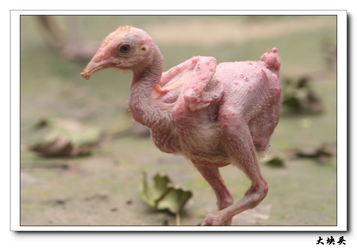大千世界无奇不有--全裸的小鸡