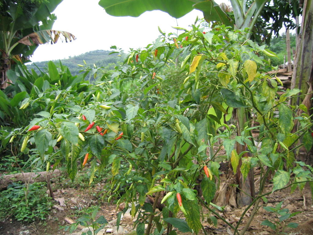 国庆假期云南普洱,红河美食游照片之一