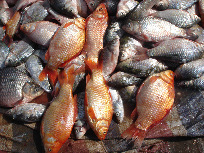 云南江川开鱼节照片之一------野生鲜鱼展销