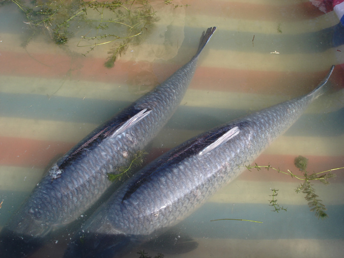 云南江川开鱼节照片之一------野生鲜鱼展销