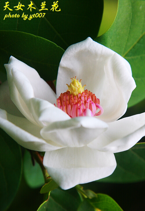 值得关注的是,天女木兰的花期正在逐渐缩短,生存前景令人担忧.