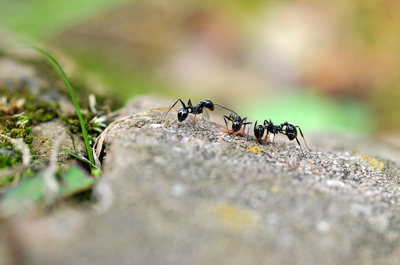 童话蚂蚁的家庭大餐