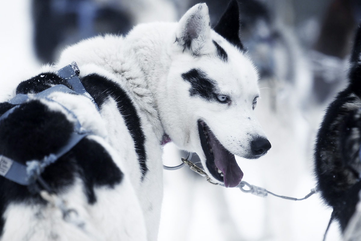 让我在雪地上撒点儿野 - 极地雪犬 - 第页 - 游记攻略 - 户外资料网
