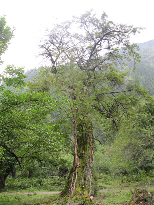 大树背小树.2个不同的树种.