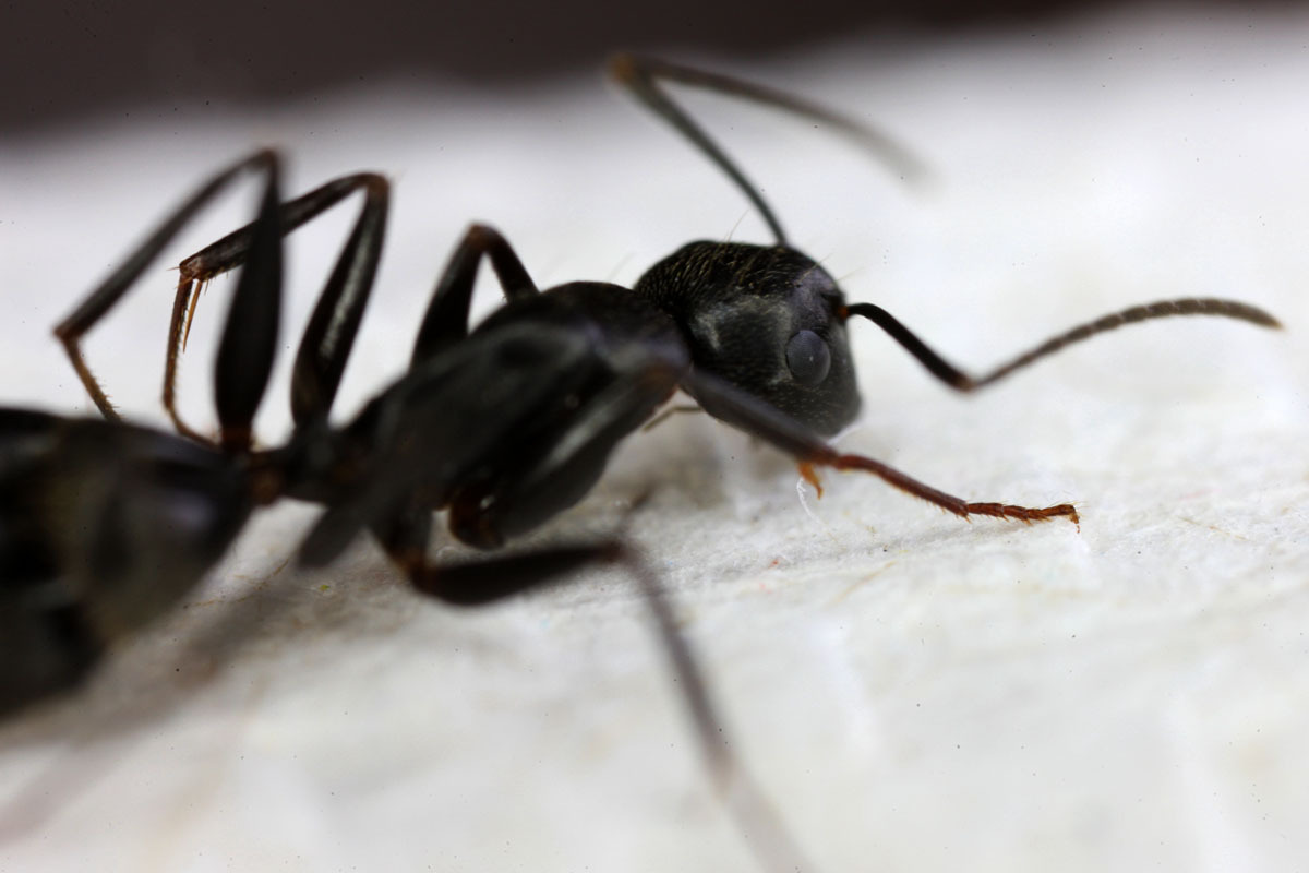 微距摄影--黑蚂蚁