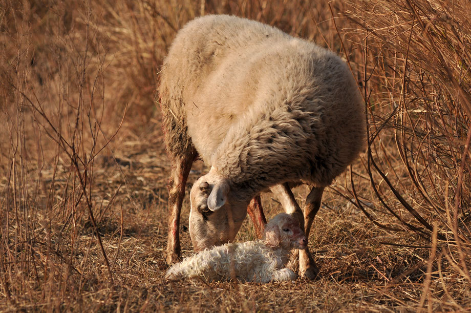 刚出生的小羊