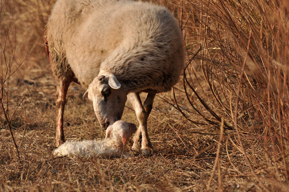 刚出生的小羊