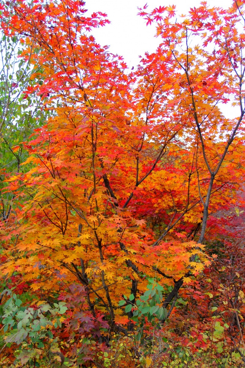 醉美的枫叶你为谁而红本溪丹东自驾游记