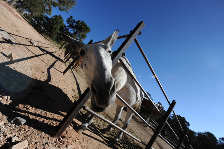 这是在公园门口看到的骡子,是不是很可爱呢