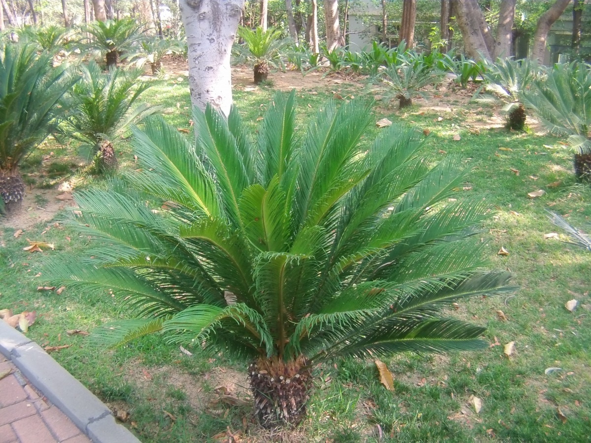 四川的三宝之一攀枝花苏铁