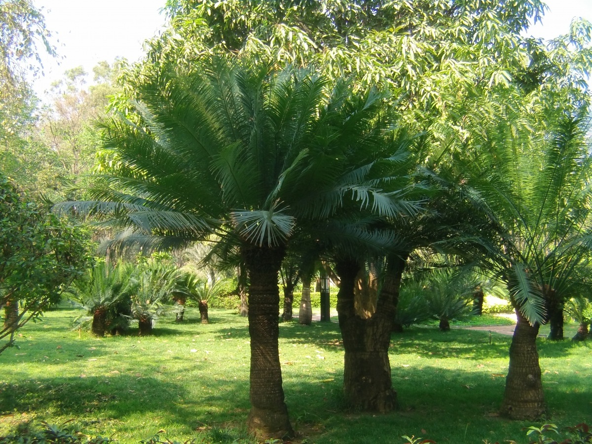 四川的三宝之一攀枝花苏铁