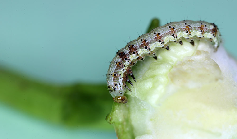 微距摄影--辣椒虫