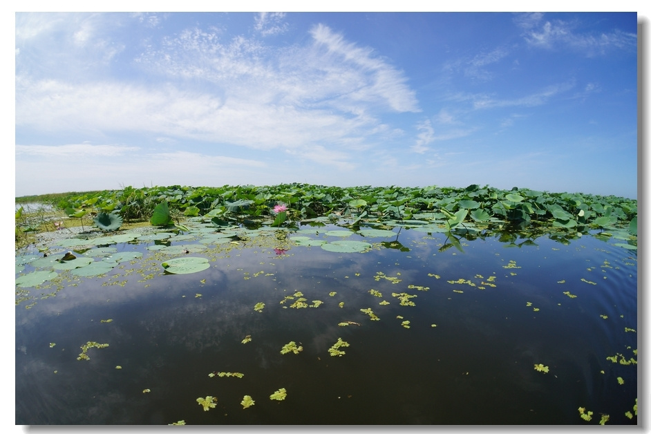 辽中珍珠湖最后守候的荷花和美味大鱼(2013年8月24日) - 第1页 - 辽宁