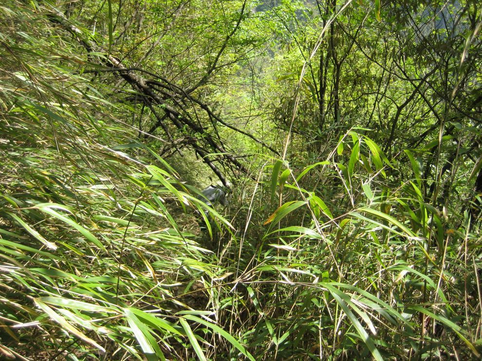 箭竹林.jpg