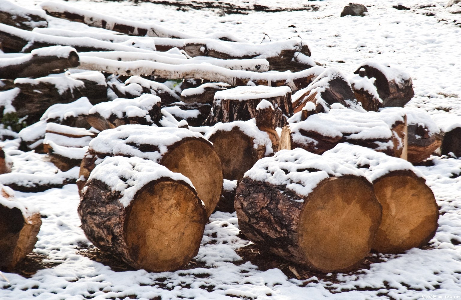 9-26 禾木 美丽峰雪景10-木料.jpg