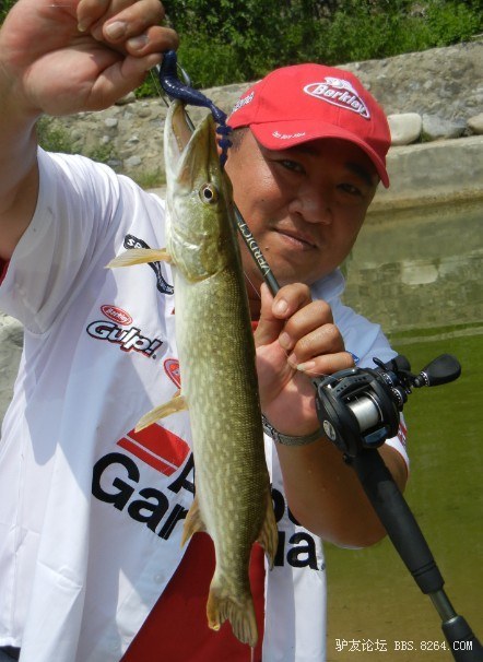 来一组路亚中鱼的照片,大家猜猜都是什么鱼?