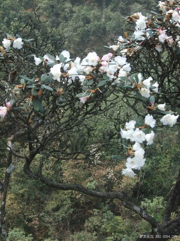大瑶山绚丽多彩的高山杜鹃