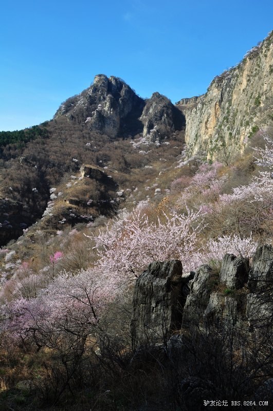 69 驴友论坛 69 河北 69 邢台 69 风门岭迷醉花海  &nbsp; &