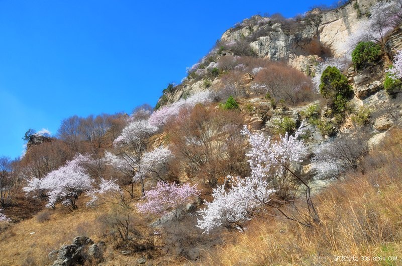69 驴友论坛 69 河北 69 邢台 69 风门岭迷醉花海