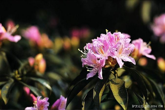 大瑶山绚丽多彩的高山杜鹃