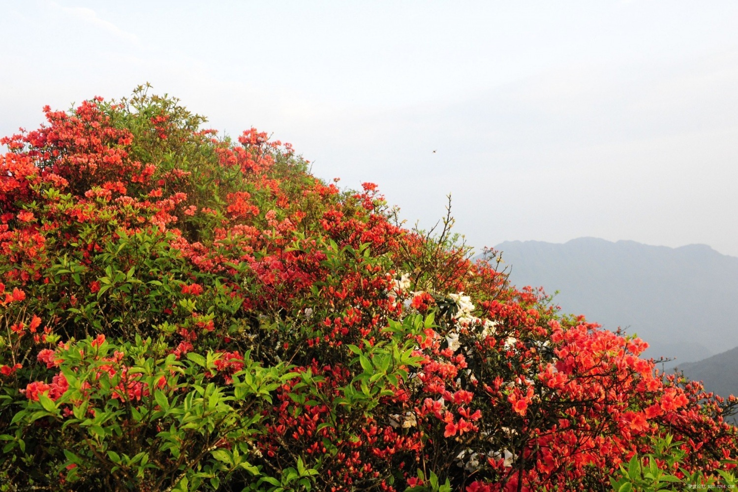 《桂林小 刀户外》 漫山杜鹃红艳艳,风起云涌金紫山.