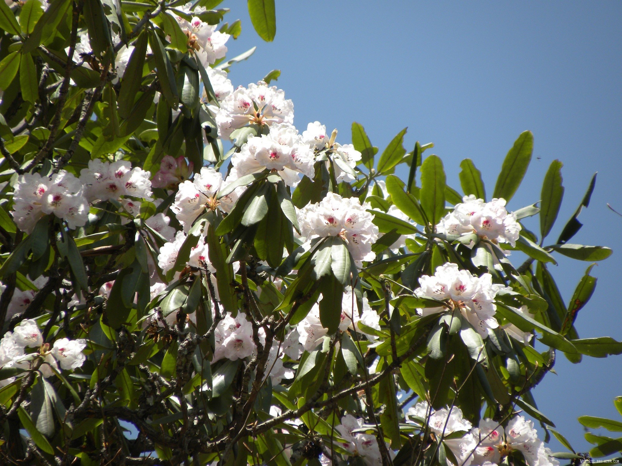 太白古道高山杜鹃的浪漫故事