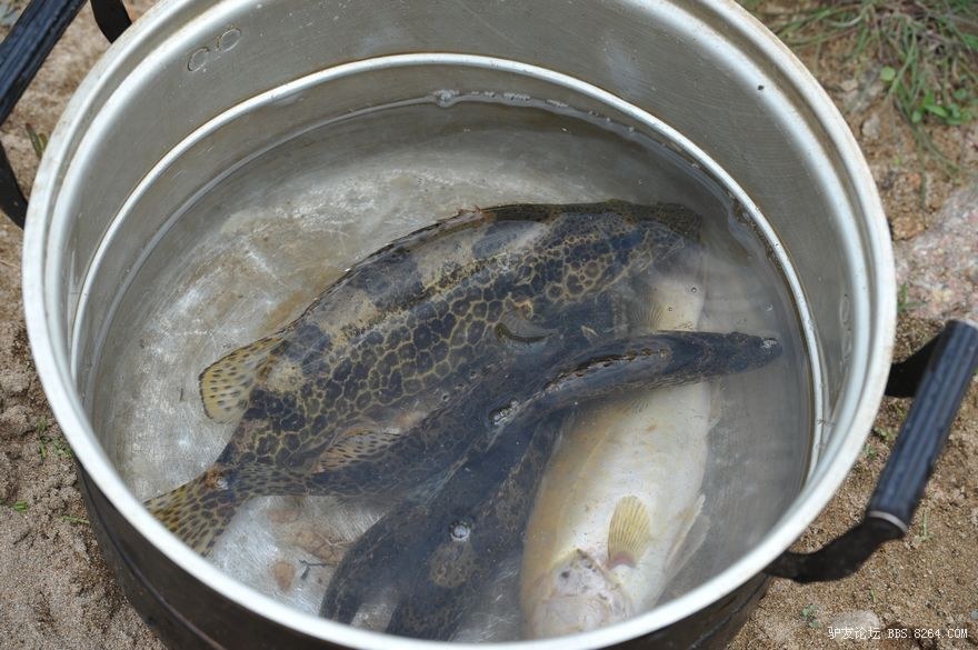 槐树花开鱼咬汛,夜捕,网挂,垂钓,人欢鱼跳!