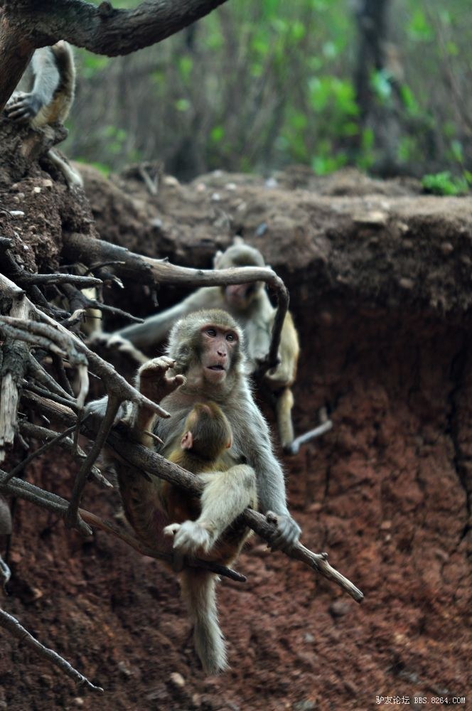 攀枝花市宝鼎山上的野生弥猴