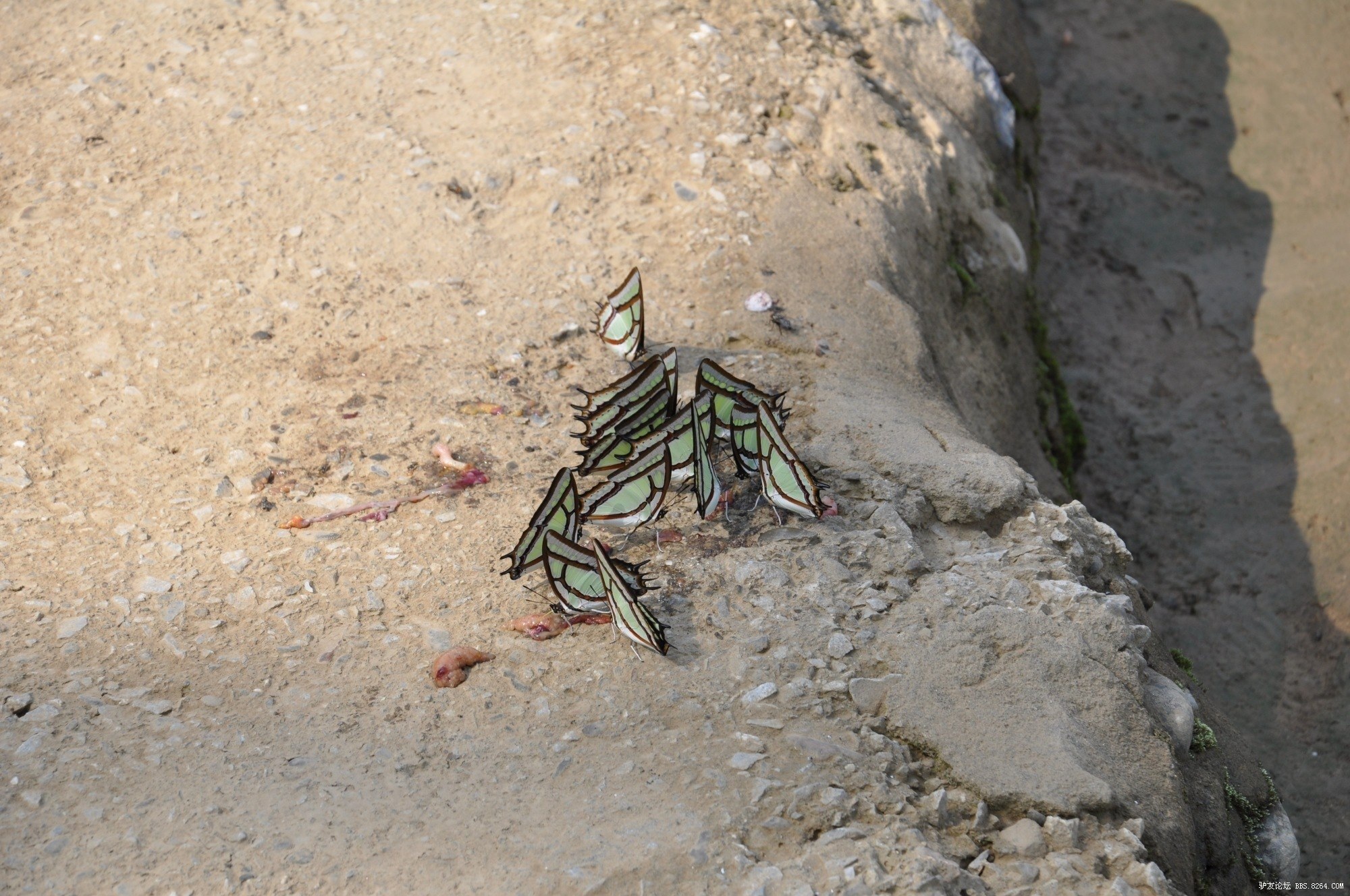 你们见过蝴蝶食肉吗!