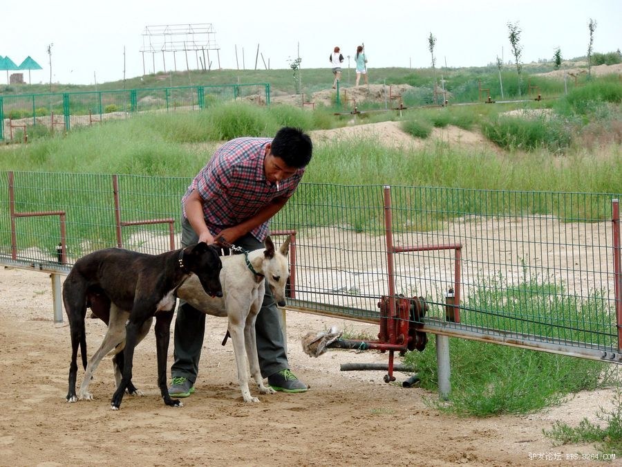 激动人心,妙趣横生的"赛狗"大会!——(11页续包头站赛况)