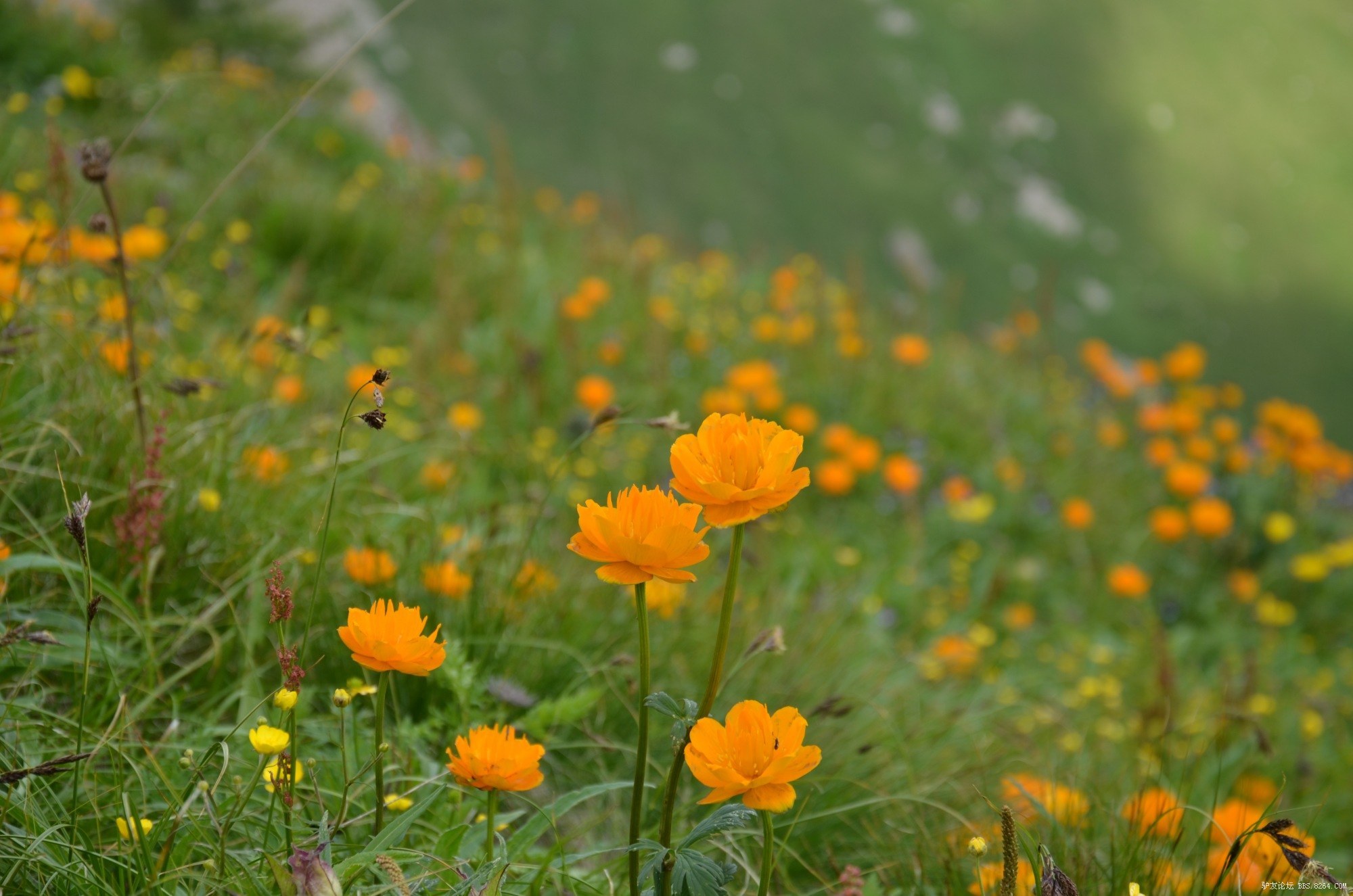 小五东北穿金莲花海