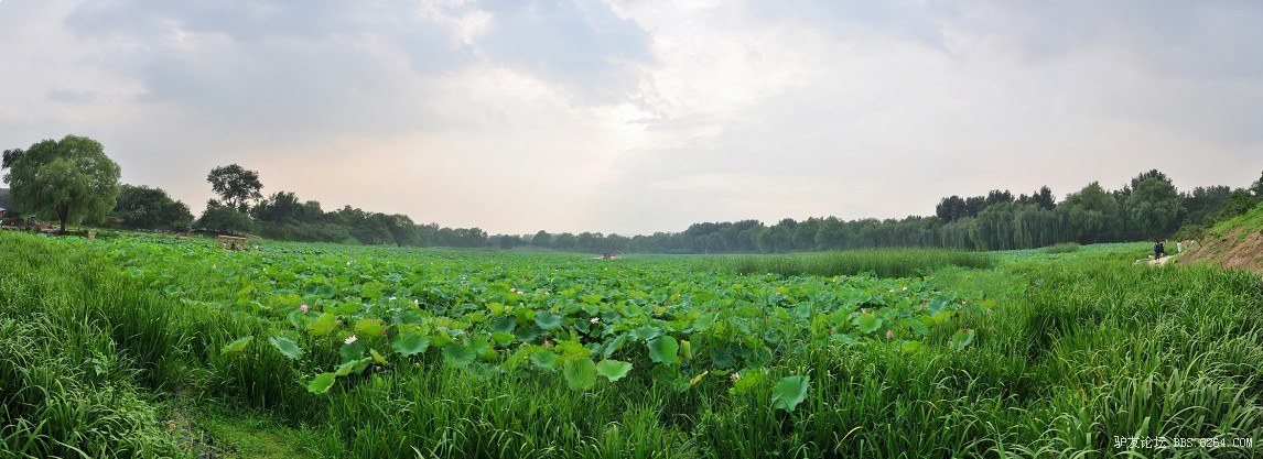 荷花池全景.jpg