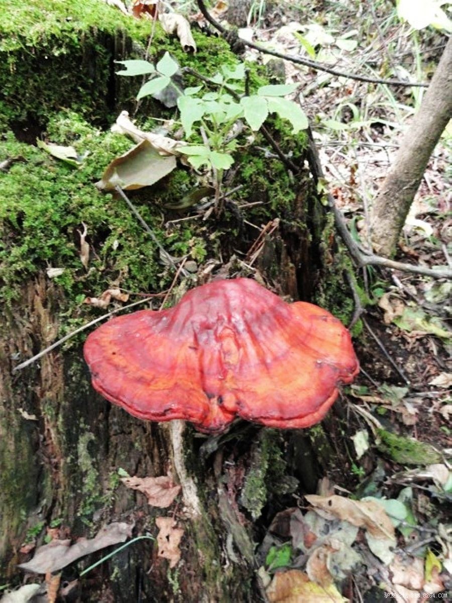 捡野生马鹿角采野灵芝