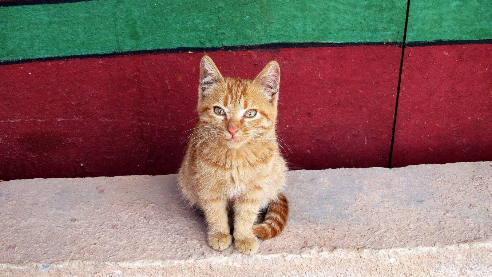 进正殿前拍一张喵星人,藏猫!
