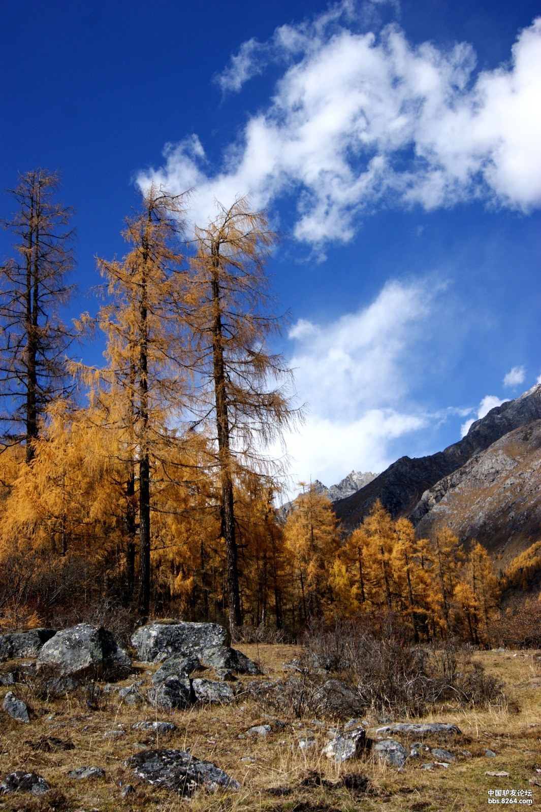 金秋长坪沟赏阅彩色世界出行报名帖