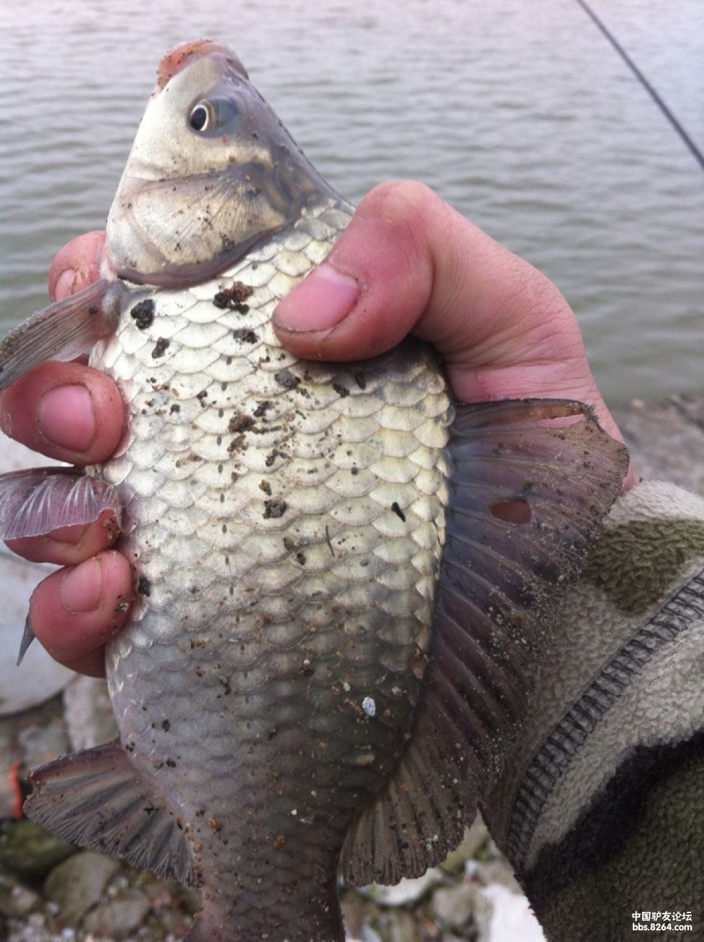 河沟钓的鱼哈哈哈哈