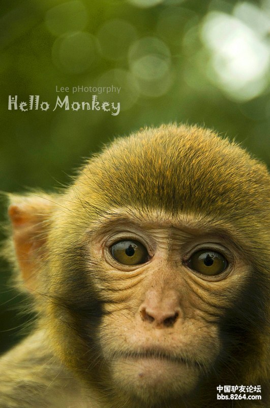 漫贵州黔行杂记更新贵阳黔灵山hellomonkey第100页终