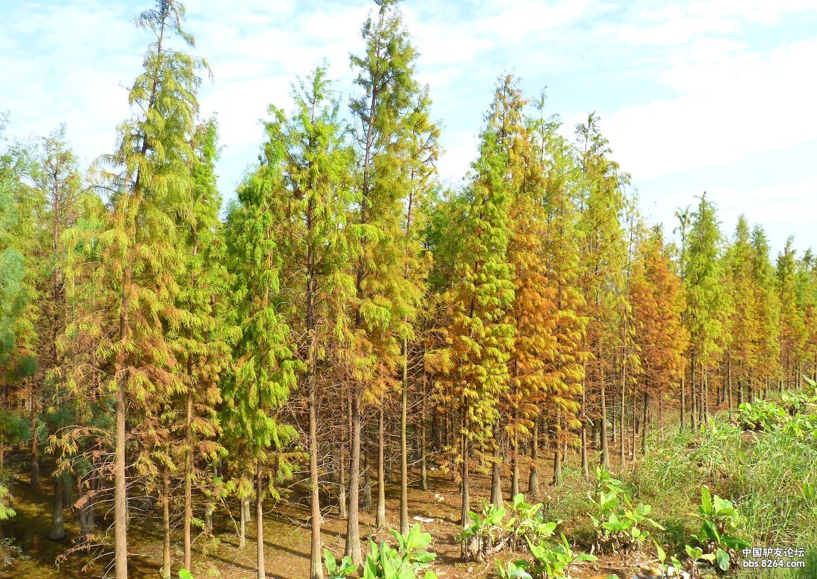 中顺大堤水杉林