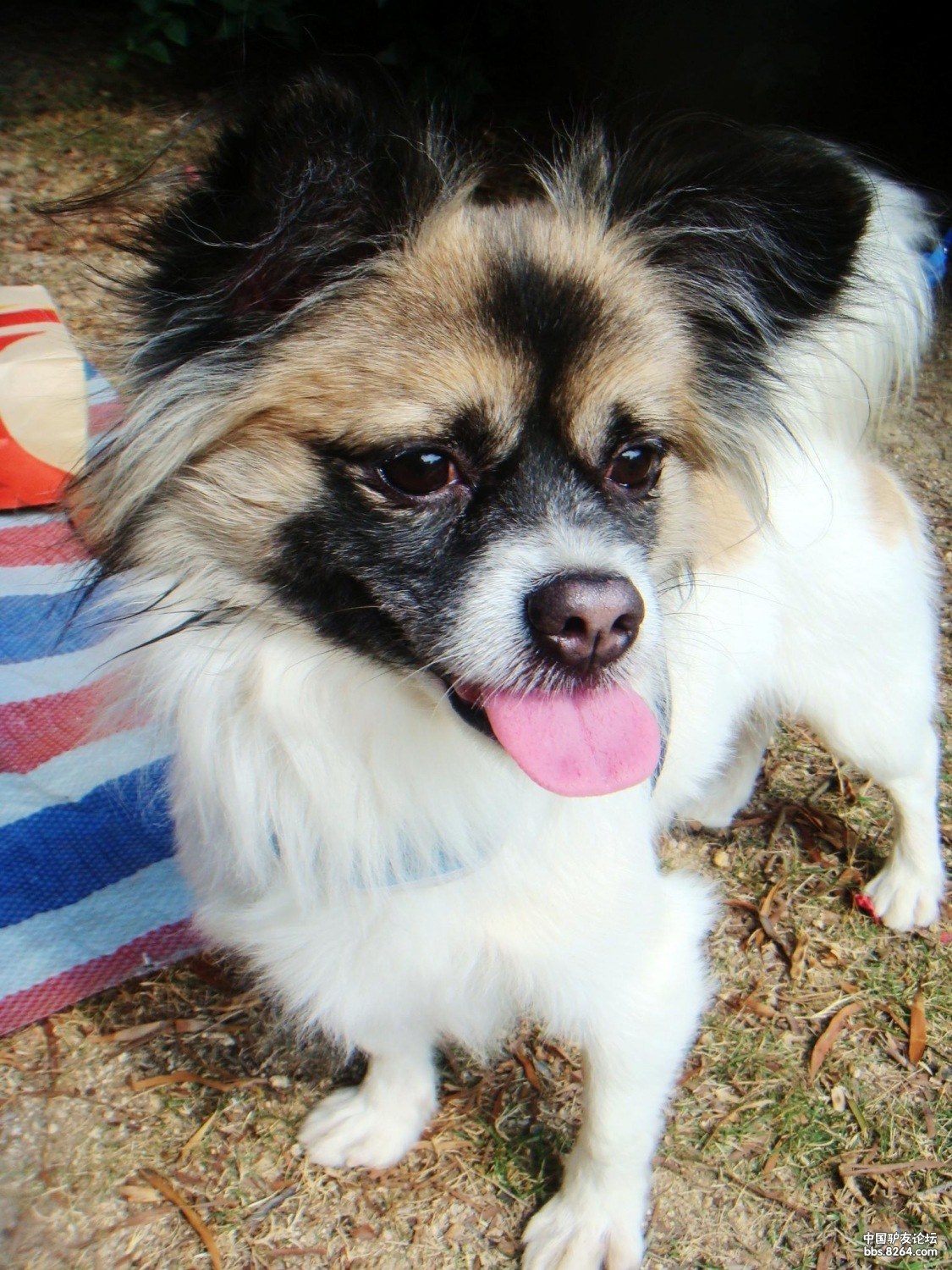 两只厦门的驴带着两条忠心耿耿的狗狗背上行囊走天涯第一站成都给油费