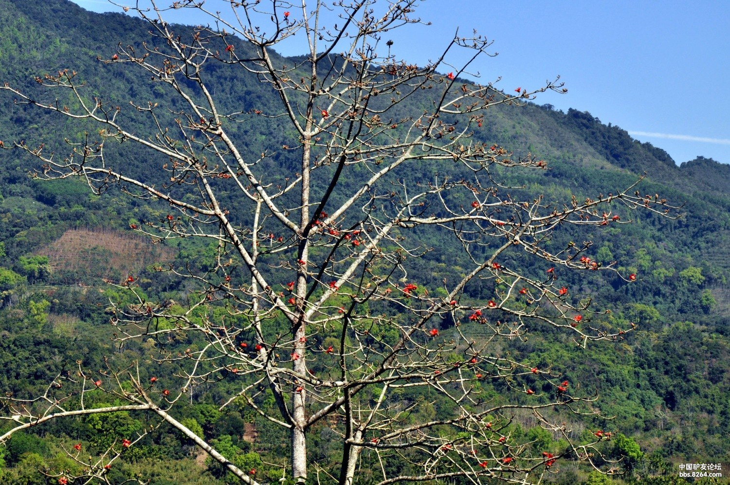 五指山美丽的木棉花开了