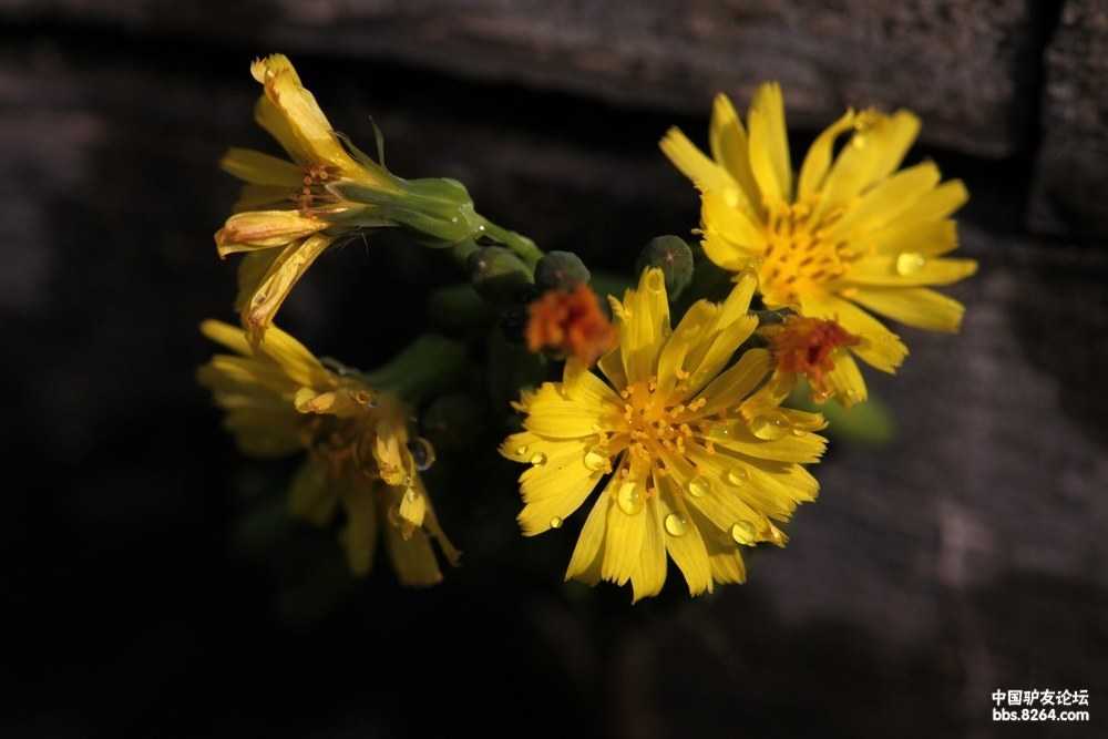 春天里儿花盛开